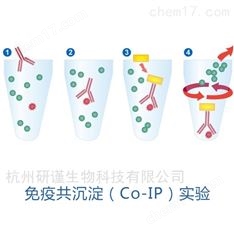 免疫共沉淀（Co-IP）實驗