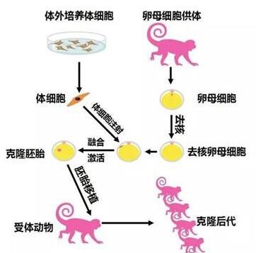 wi-38(人胚肺细胞)图片