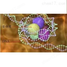 染色質(zhì)免疫沉淀CHIP實(shí)驗(yàn)