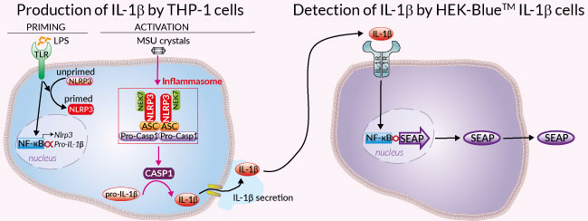 THP-1/HEK-Blue IL-1β Assay